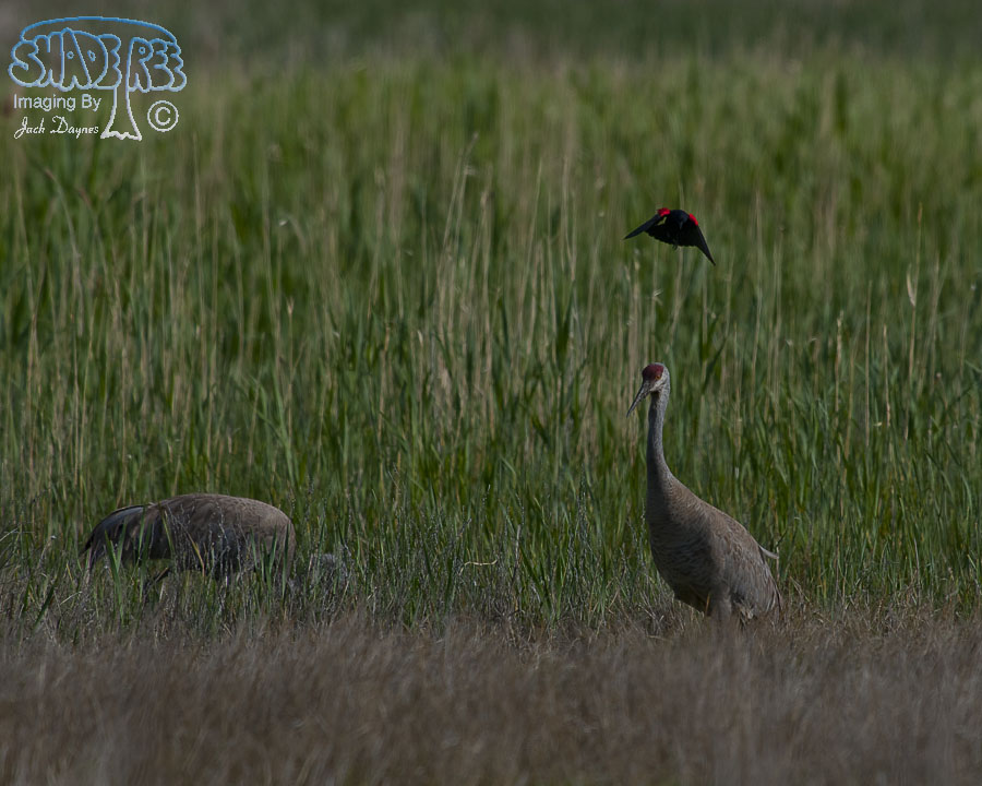 Sandhill Crane - Antigone canadensis