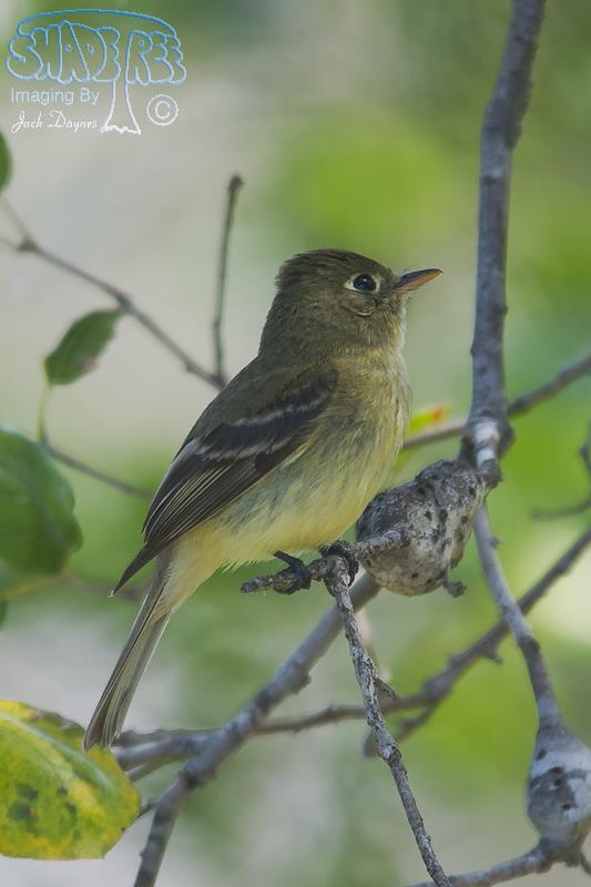 Pacific-Slope Flycatcher - Empidonax difficilis