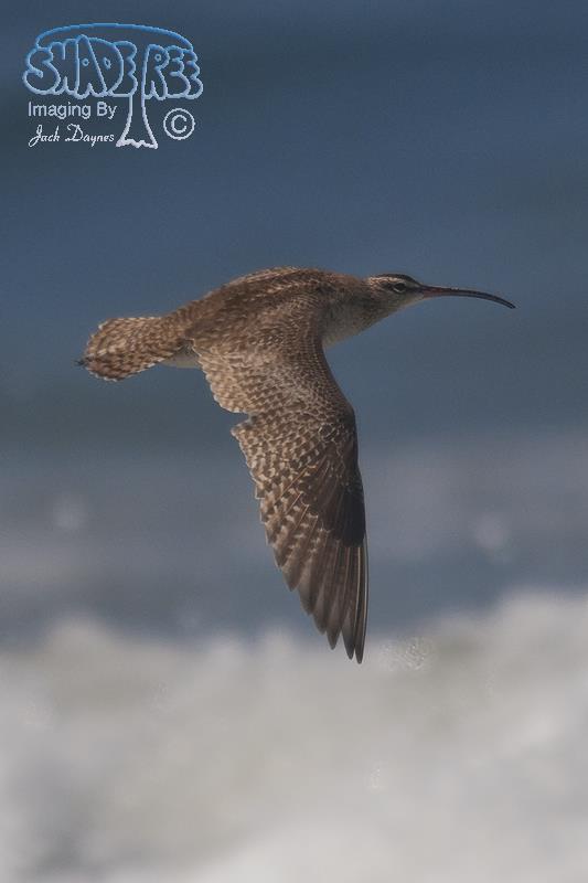 Whimbrel - Numenius phaeopus