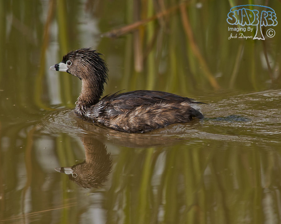 Pied-Billed Grebe - Podilymbus podiceps