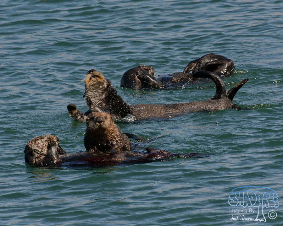 Sea Otter - Enhydra lutris