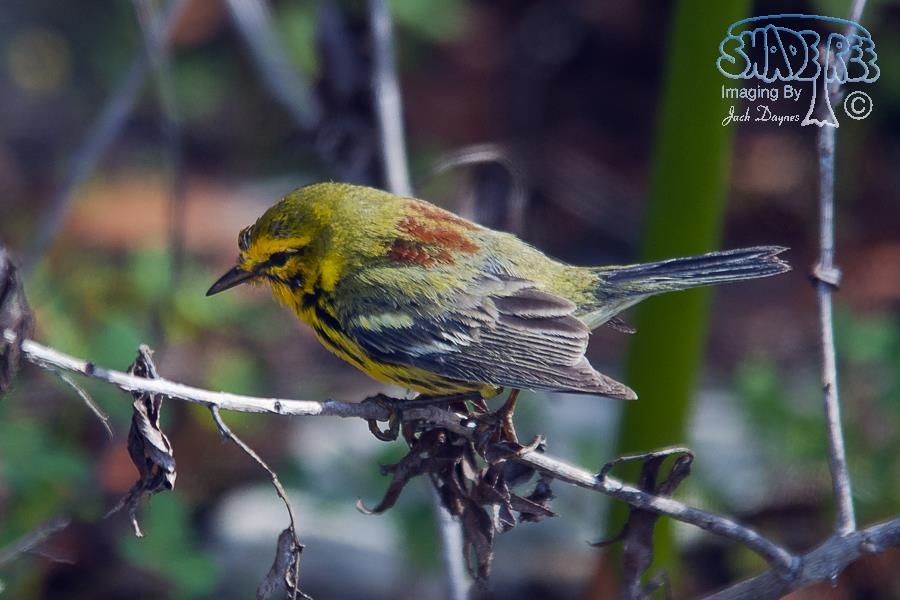 Prairie Warbler - Setophaga discolor