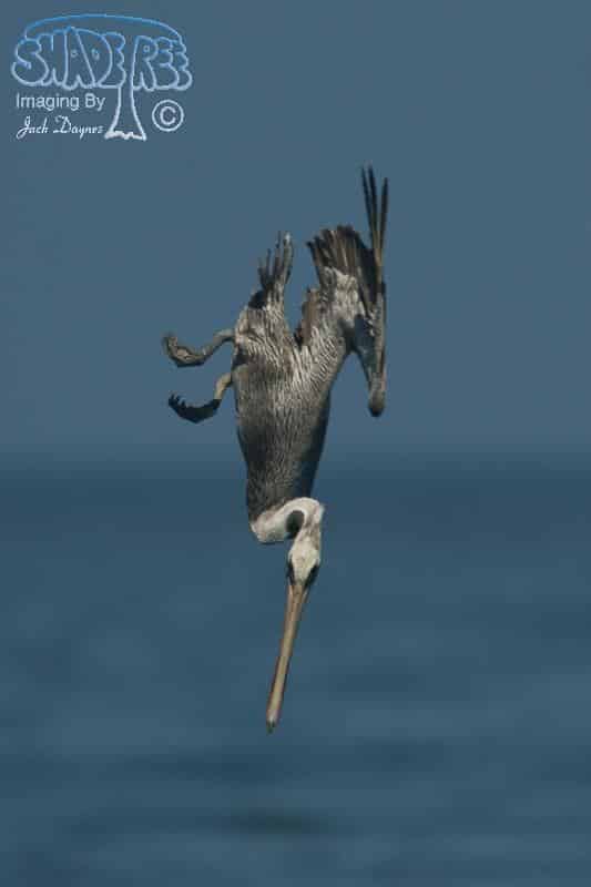 Brown Pelican - Pelecanus occidentalis