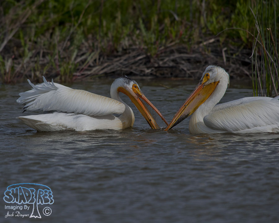 American White Pelican - Pelecanus erythrorhynchos