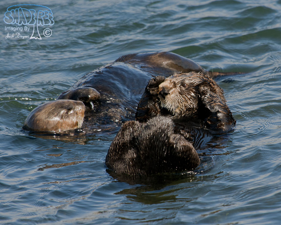 Sea Otter - Enhydra lutris