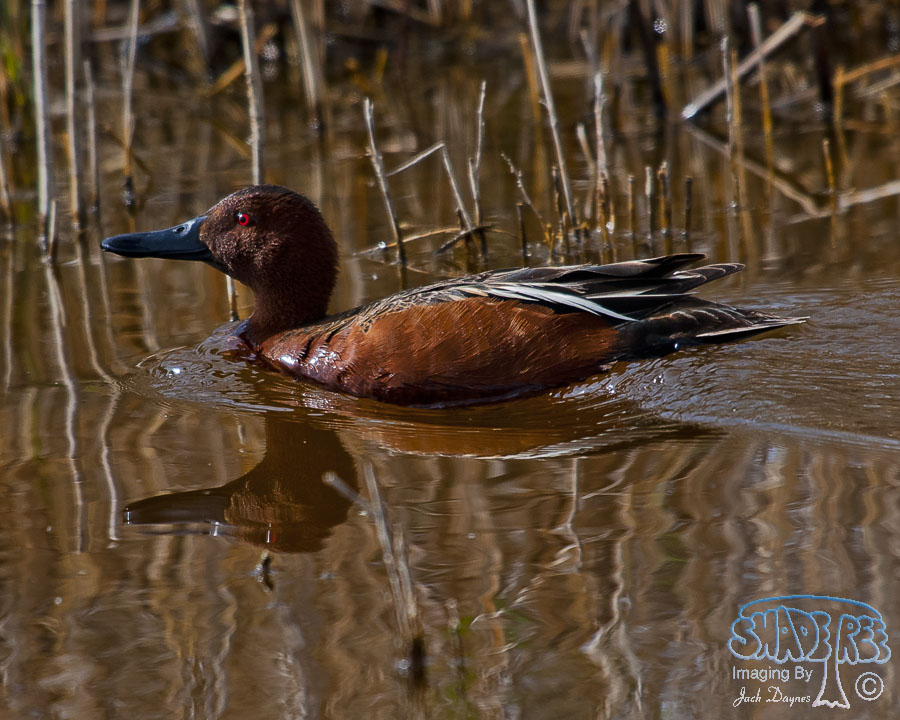 Cinnamon Teal - Spatula cyanoptera