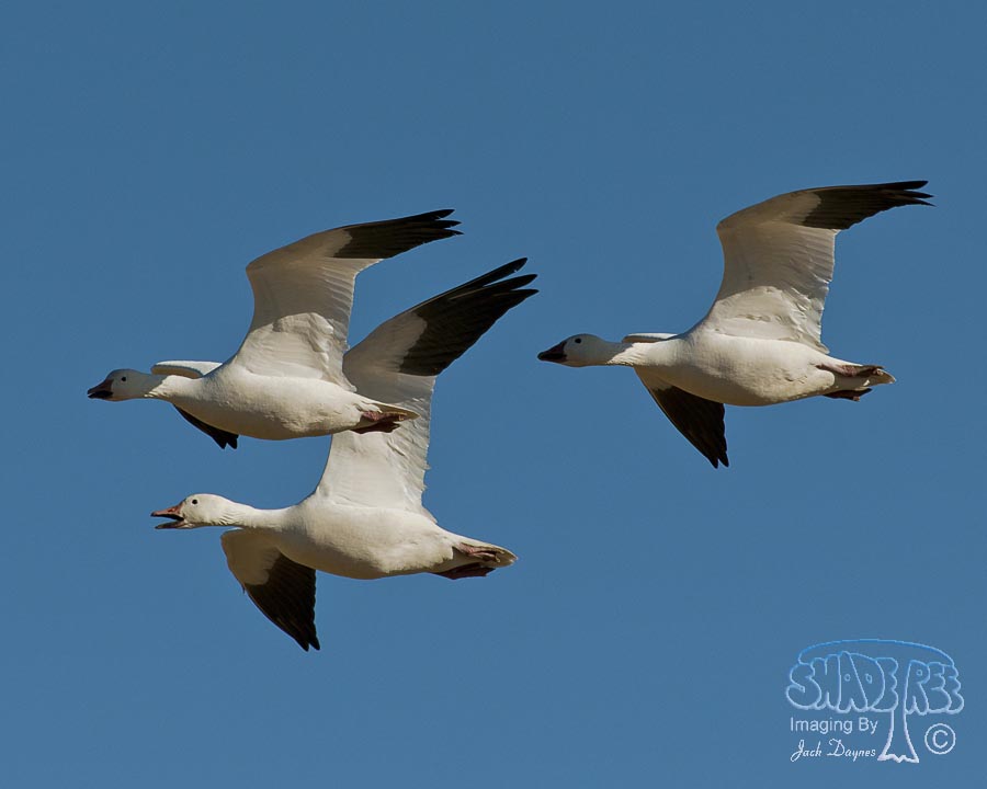 Snow Goose - Anser caerulescens