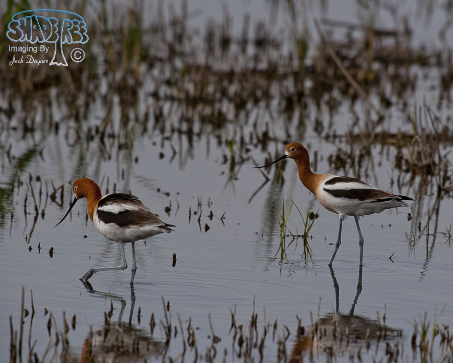 American Avocet - Recurvirostra americana