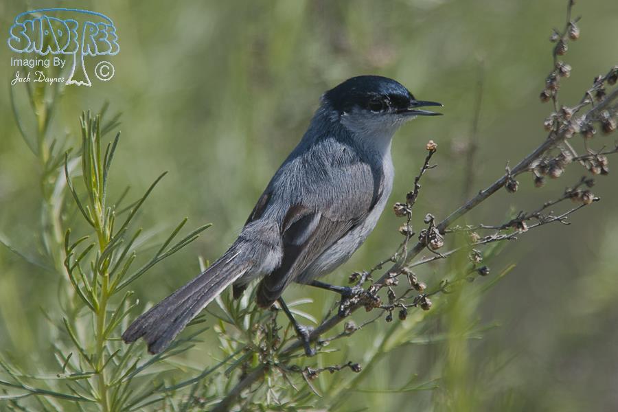 California Gnatcatcher - Polioptila californica