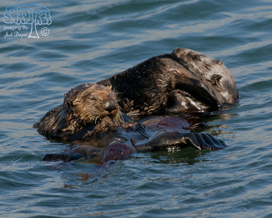 Sea Otter - Enhydra lutris