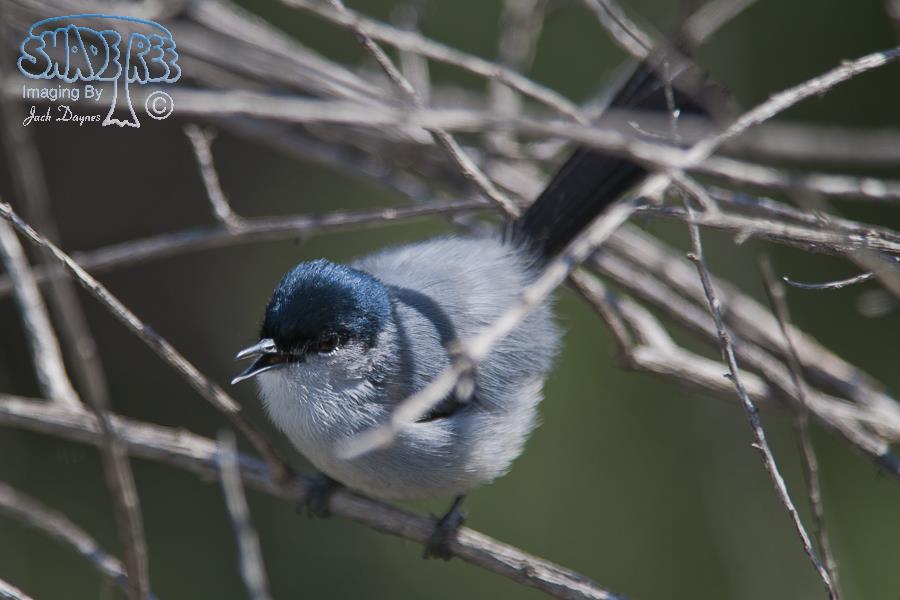 California Gnatcatcher - Polioptila californica