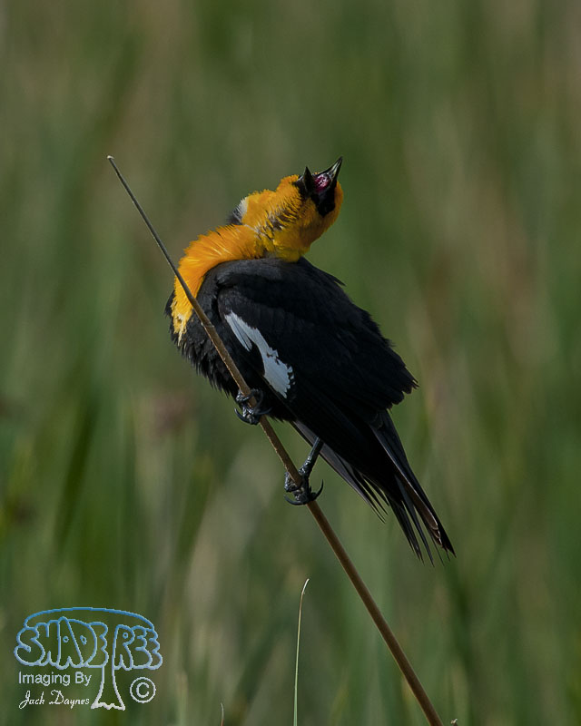 Yellow-Headed Blackbird - Xanthocephalus xanthocephalus