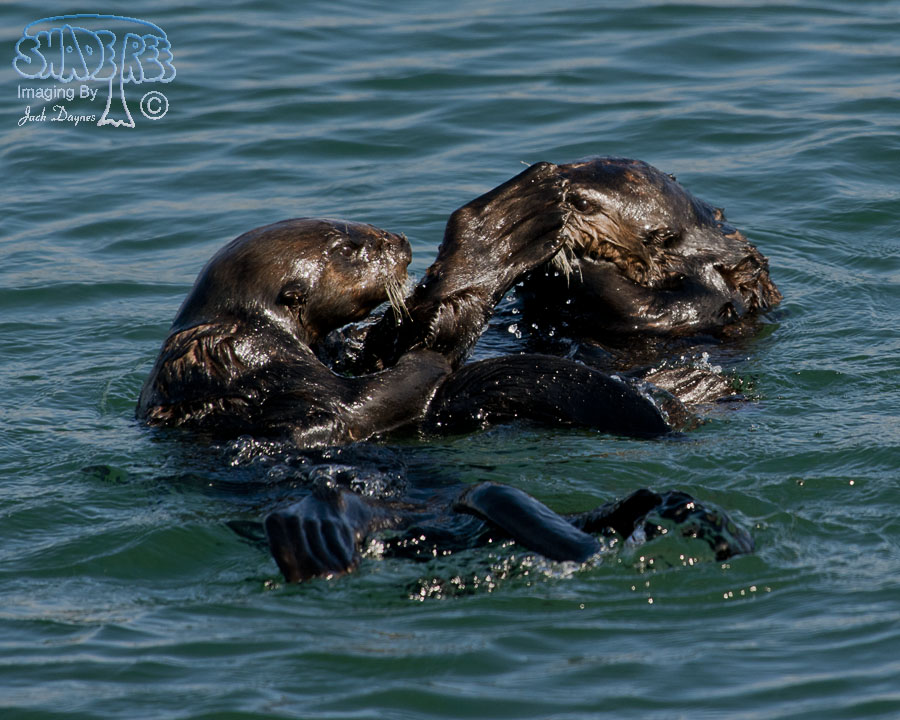 Sea Otter - Enhydra lutris