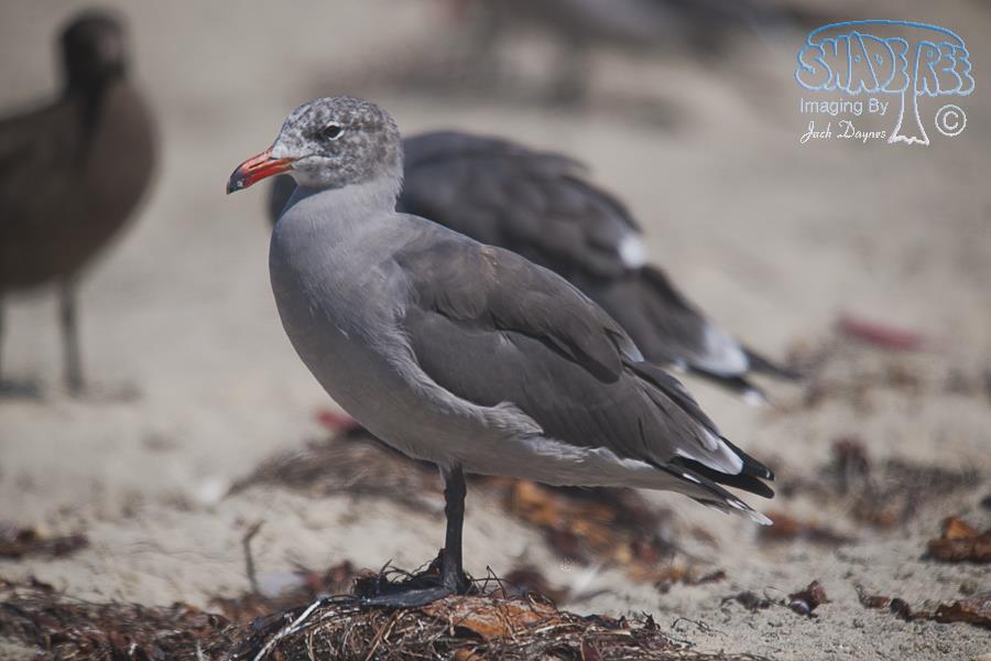 Heermann's Gull - Larus heermanni
