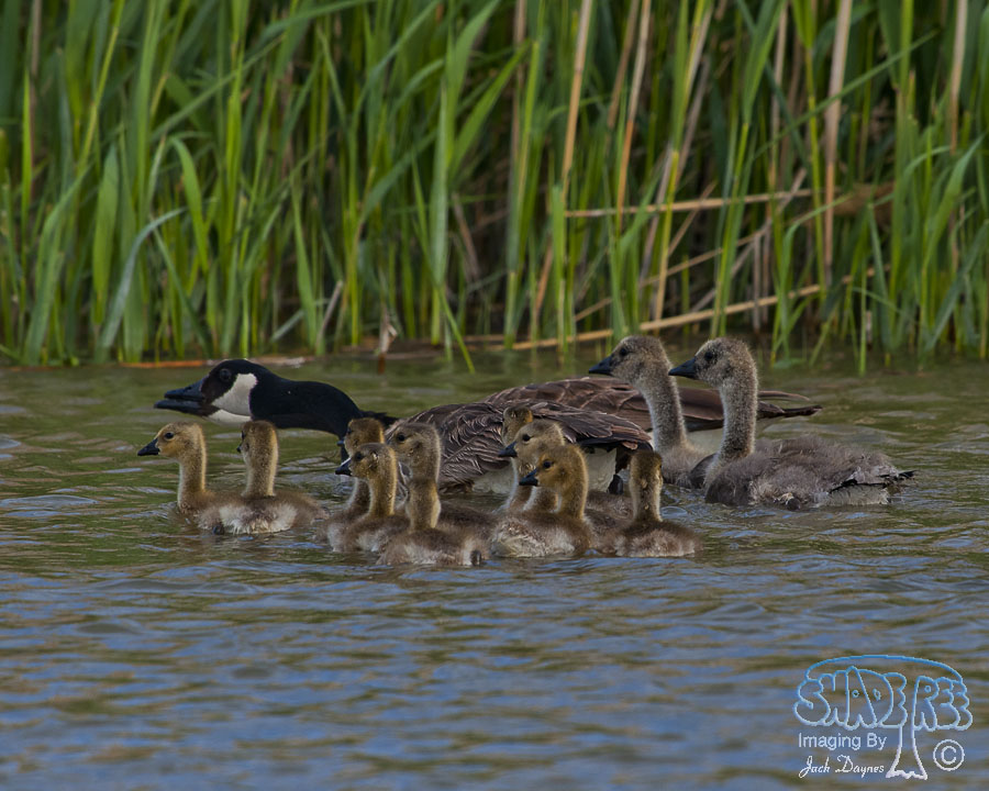 Canada Goose - Branta canadensis