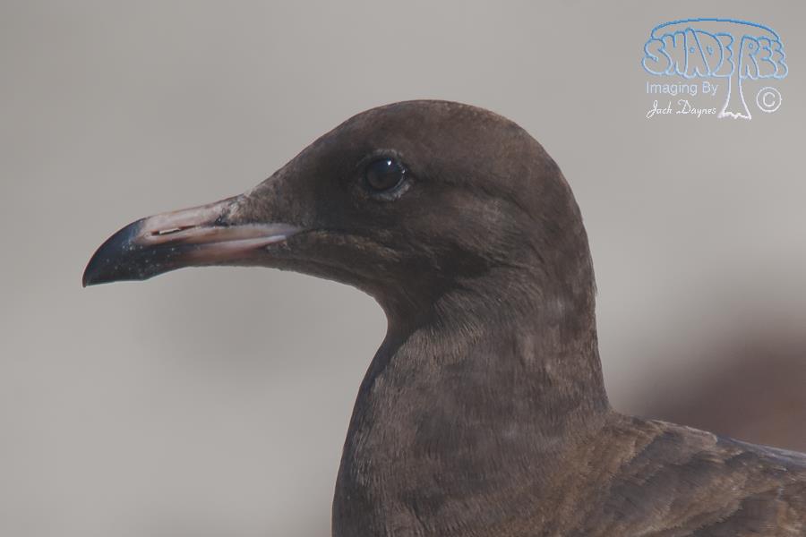 Heermann's Gull - Larus heermanni