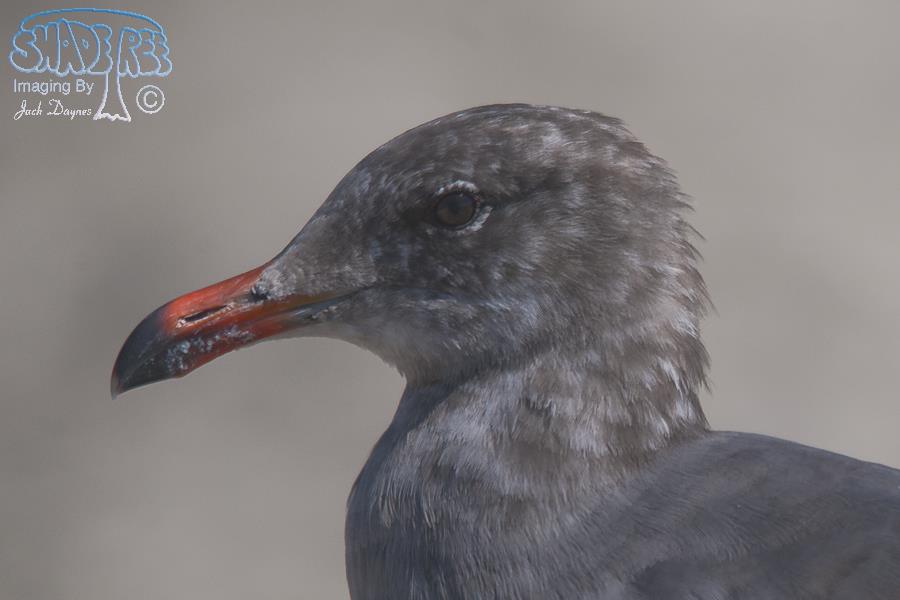 Heermann's Gull - Larus heermanni
