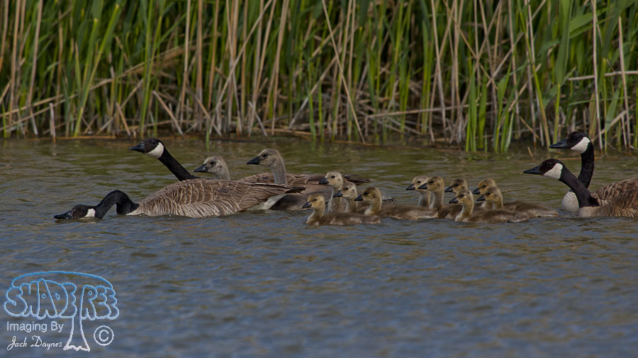 Canada Goose - Branta canadensis