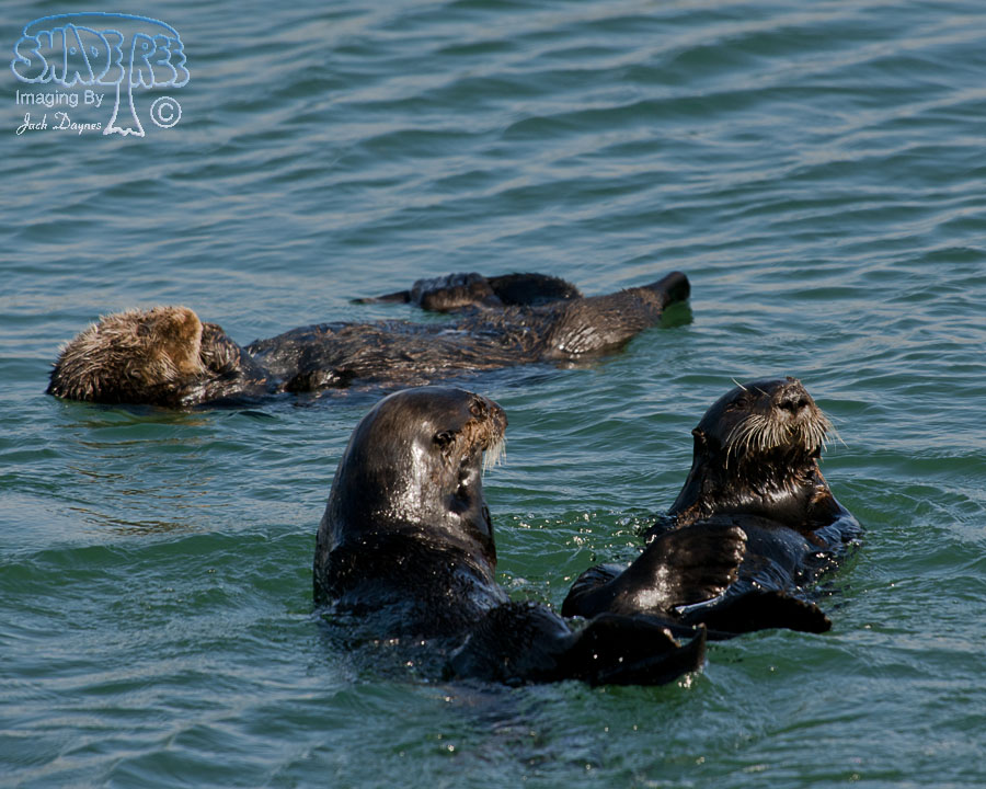 Sea Otter - Enhydra lutris
