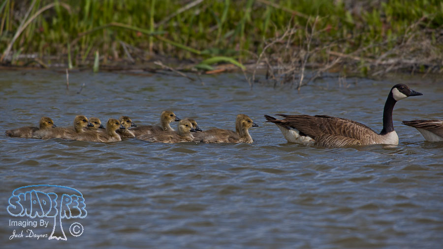 Canada Goose - Branta canadensis