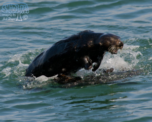 2015-06-17 King City to Morro Bay