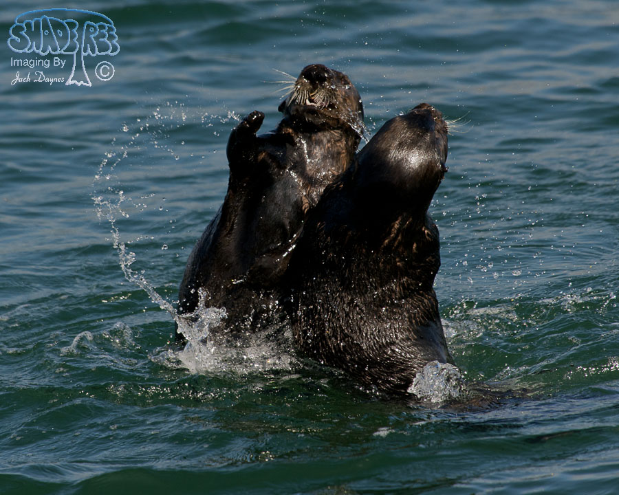 Sea Otter - Enhydra lutris