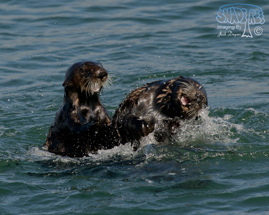 Sea Otter - Enhydra lutris
