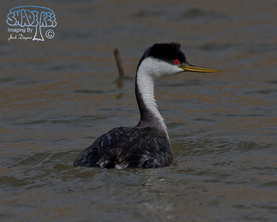 Western Grebe - Aechmophorus occidentalis