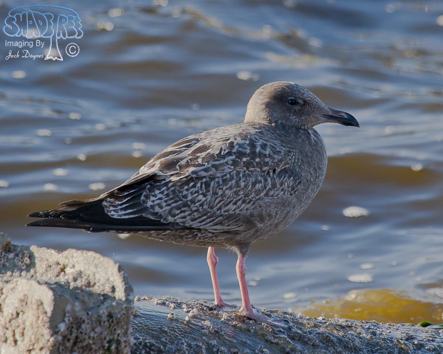 Herring Gull - Larus argentatus