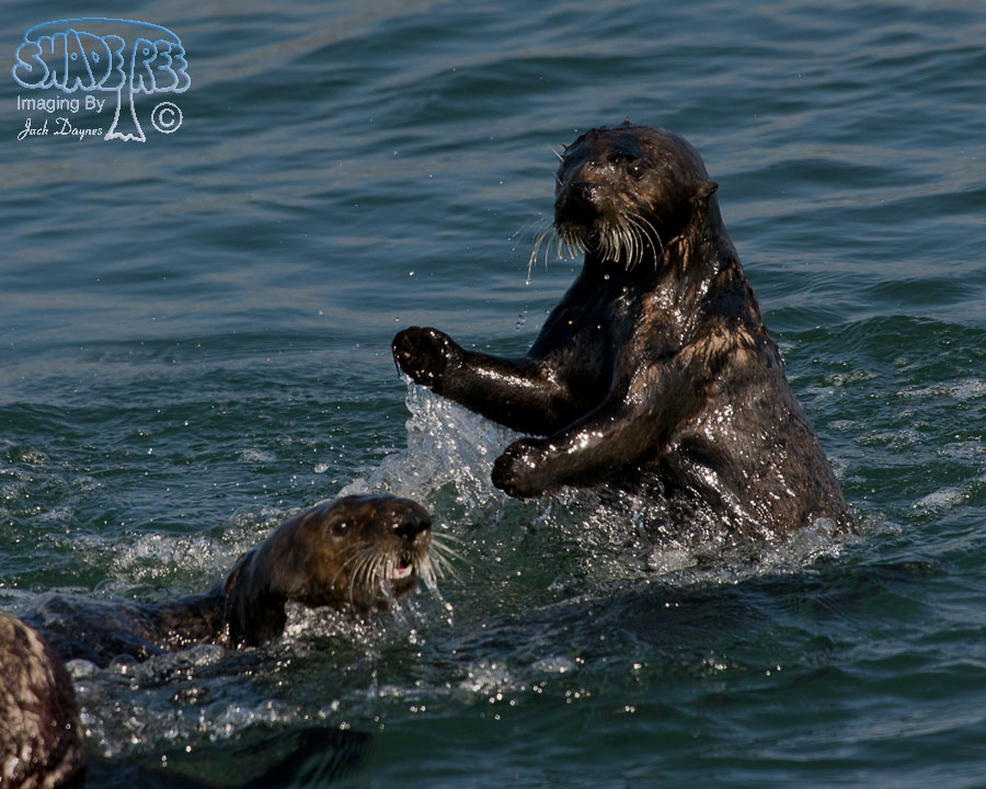 Sea Otter - Enhydra lutris