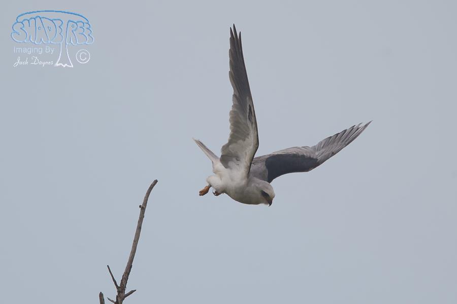 White-Tailed Kite - Elanus leucurus