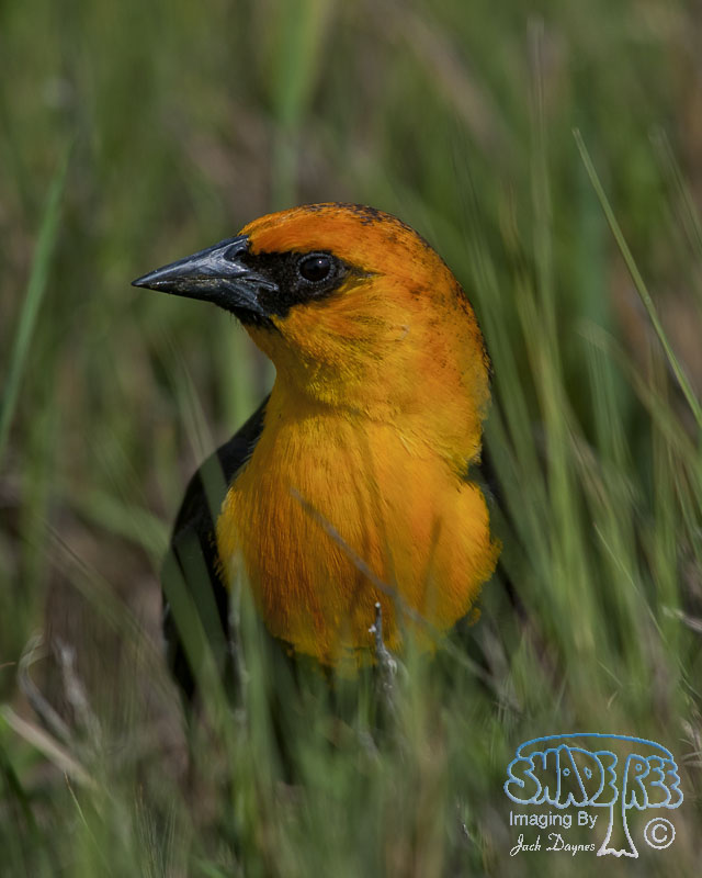 Yellow-Headed Blackbird - Xanthocephalus xanthocephalus