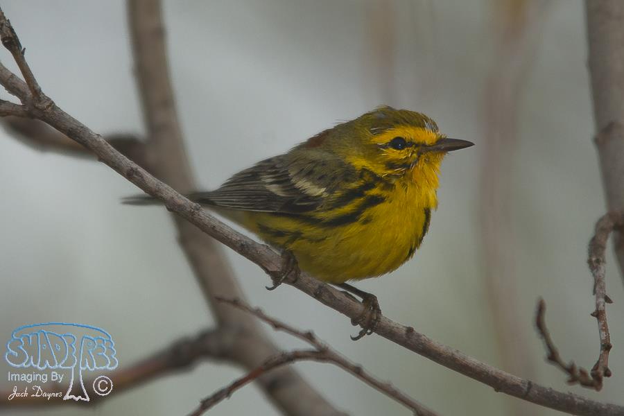 Prairie Warbler - Setophaga discolor