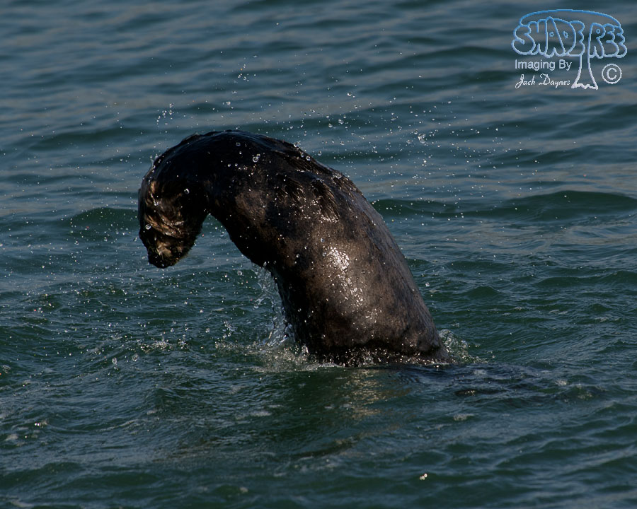 Sea Otter - Enhydra lutris