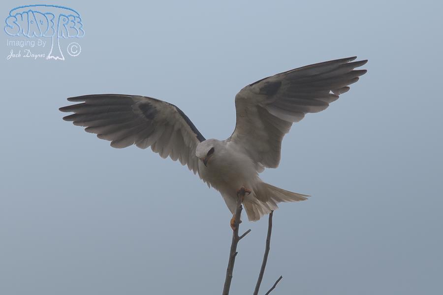 White-Tailed Kite - Elanus leucurus
