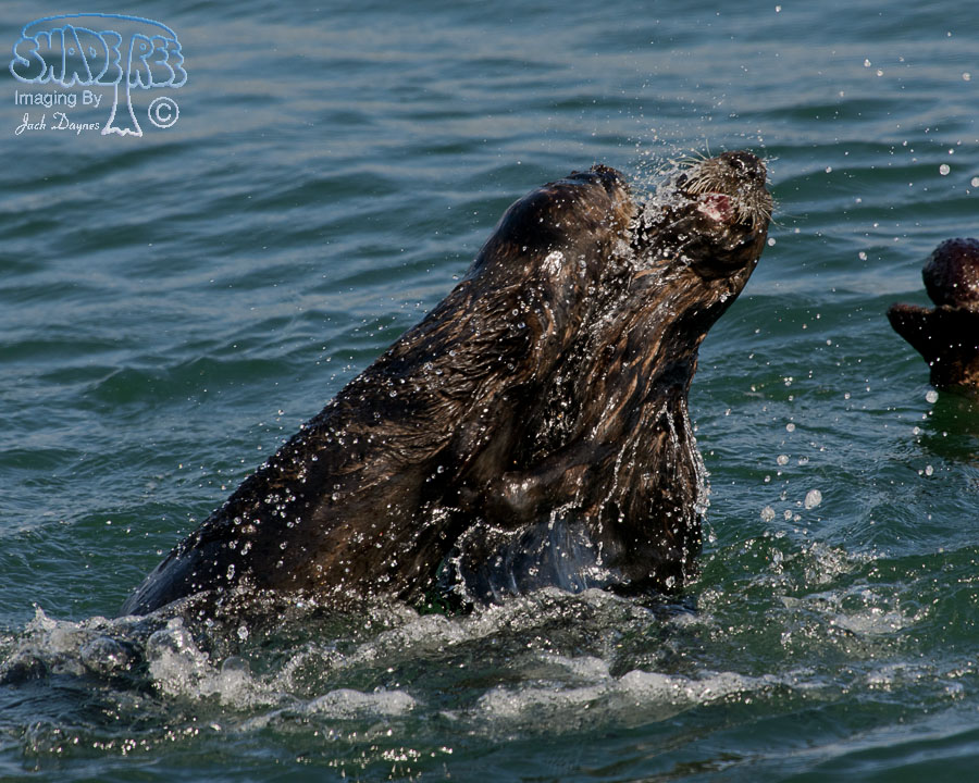 Sea Otter - Enhydra lutris
