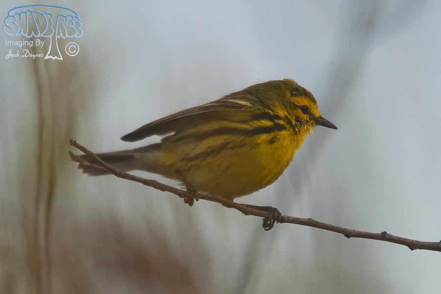 Prairie Warbler - Setophaga discolor