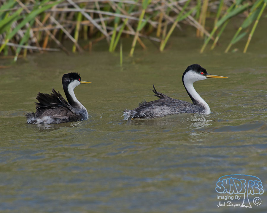 Western Grebe - Aechmophorus occidentalis