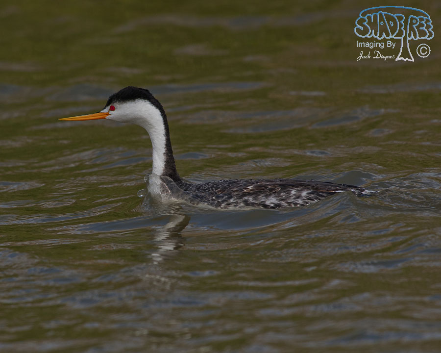 Clark's Grebe - Aechmophorus clarkii