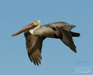 2014 Late November At The Salton Sea