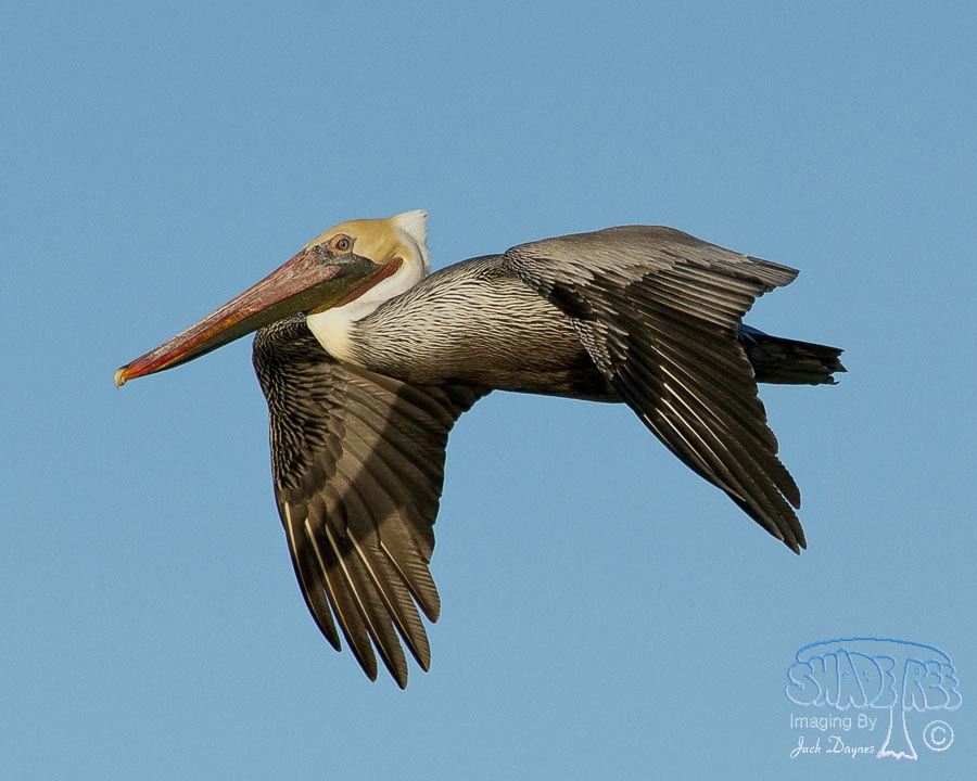 Brown Pelican - Pelecanus occidentalis