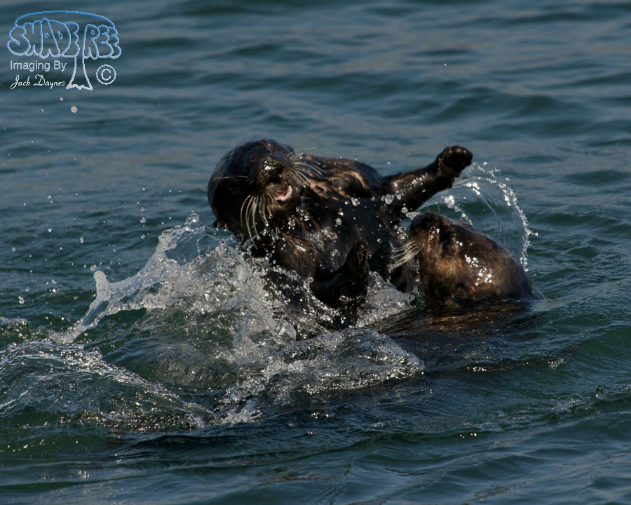 Sea Otter - Enhydra lutris