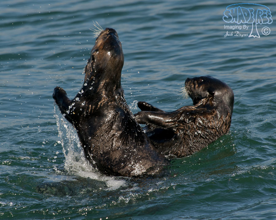 Sea Otter - Enhydra lutris