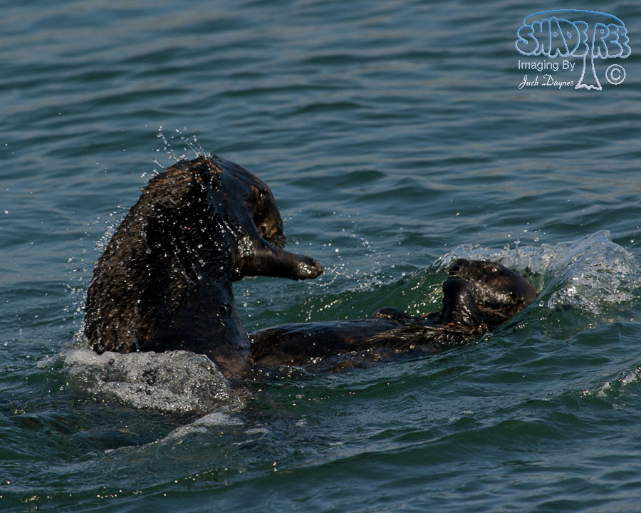 Sea Otter - Enhydra lutris