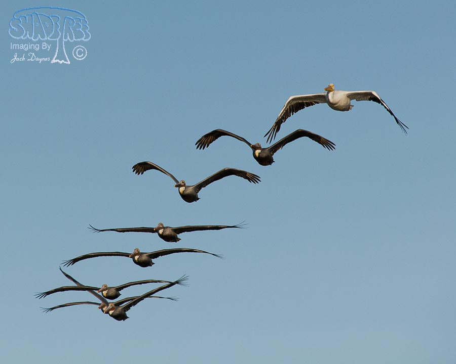 American White Pelican - Pelecanus erythrorhynchos