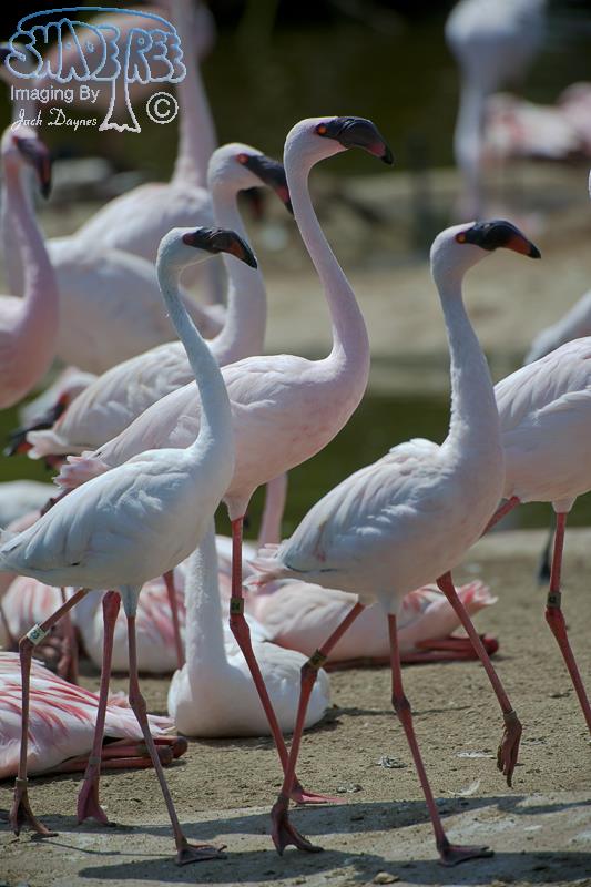 Lesser Flamingo - Phoenicopterus minor