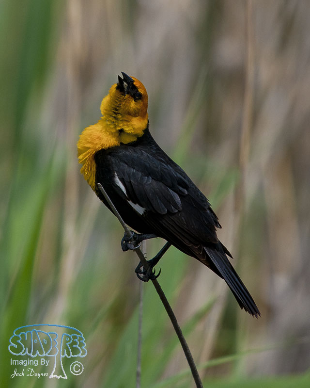 Yellow-Headed Blackbird - Xanthocephalus xanthocephalus