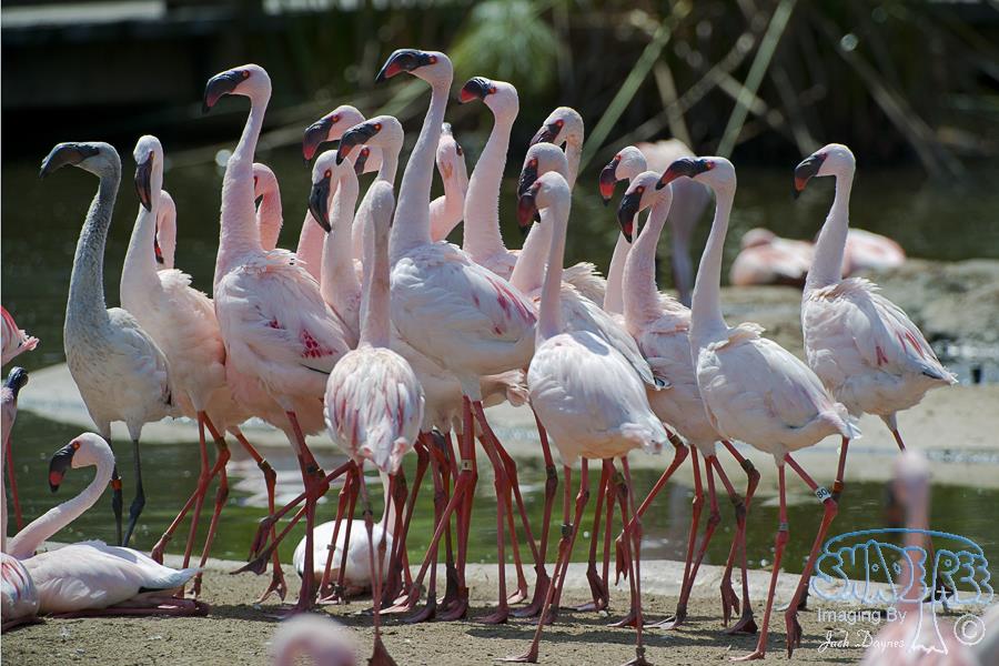 Lesser Flamingo - Phoenicopterus minor