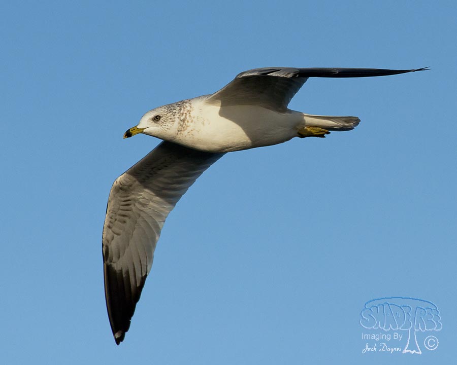 Ring-Billed Gull - Larus delawarensis