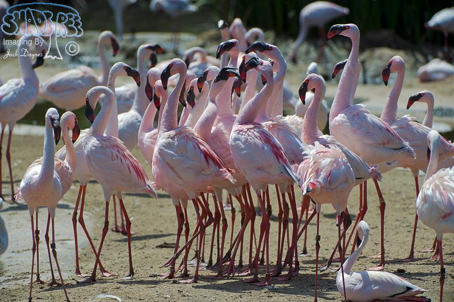 Lesser Flamingo - Phoenicopterus minor